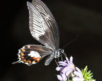 Papilio polytes - Вот такое вот волшебство,которое медленно просыпается, расправляет крылья, и учится летать...